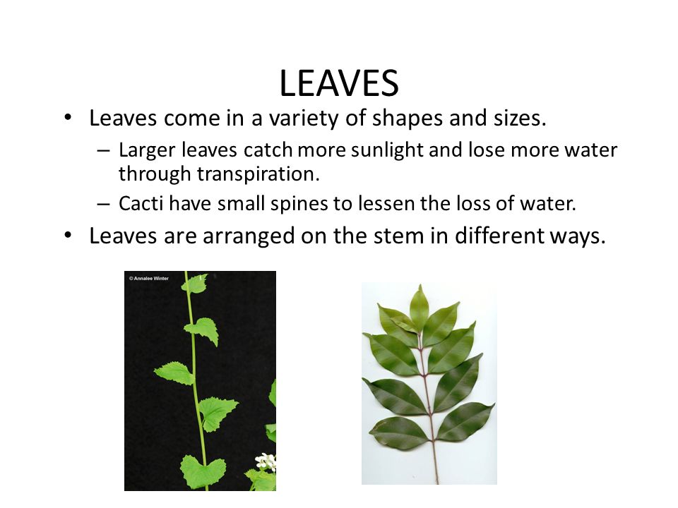 LEAVES Leaves come in a variety of shapes and sizes.