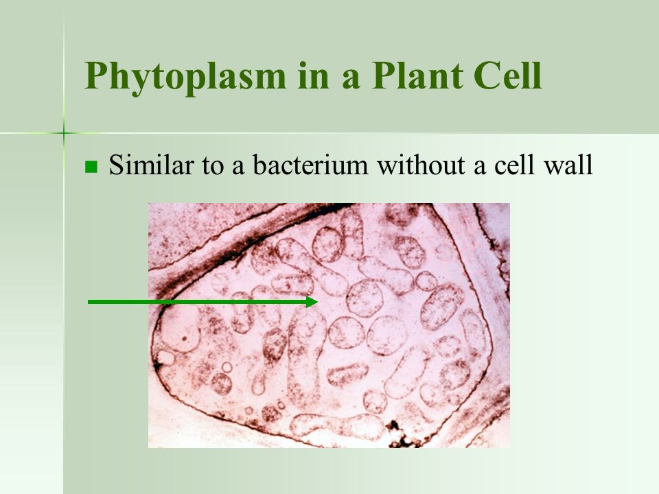 Phytoplasm in a Plant Cell Similar to a bacterium without a cell wall