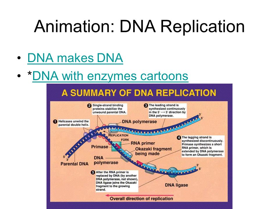 DNA REPLICATION. Animation gone Crazy DNA Replicates and Replicates. - ppt  download