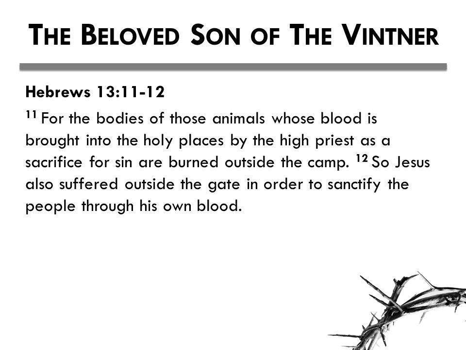 T HE B ELOVED S ON OF T HE V INTNER Hebrews 13: For the bodies of those animals whose blood is brought into the holy places by the high priest as a sacrifice for sin are burned outside the camp.