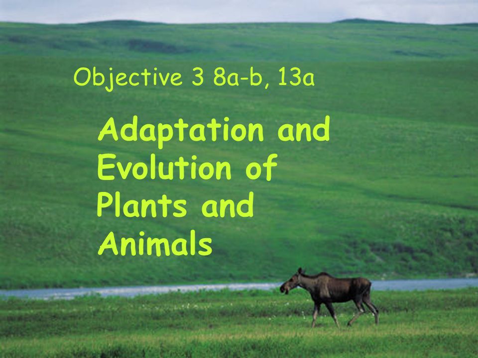 Objective 3 8a-b, 13a Adaptation and Evolution of Plants and Animals