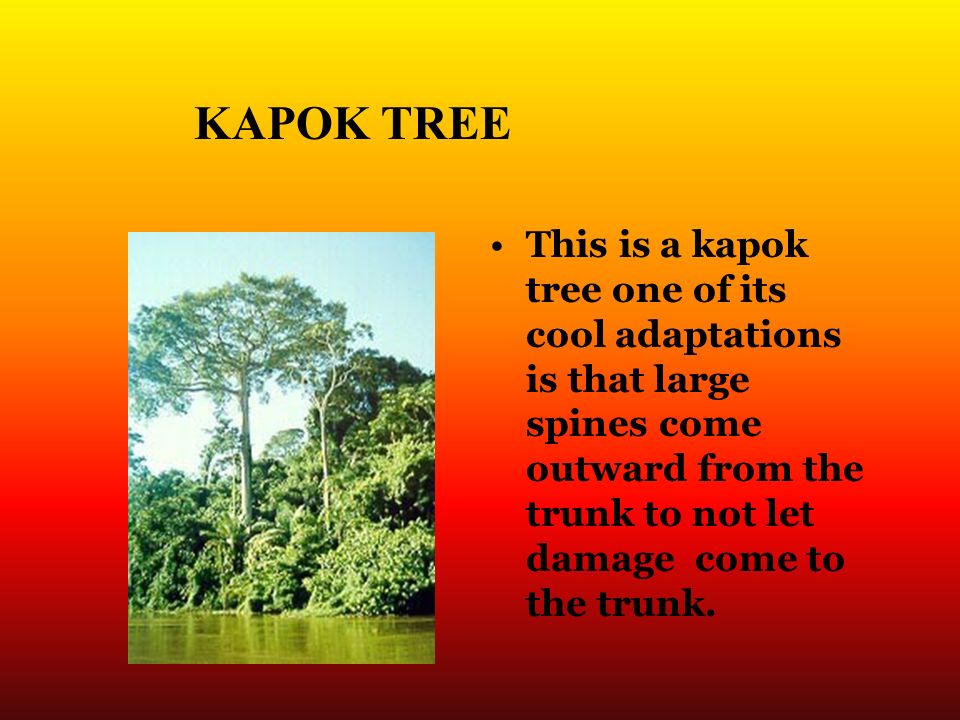 Rain forest Life in the Rainforest In the rainforest there's lots of life.  In this slide show I well be showing you vegetation and animal life  throughout. - ppt download