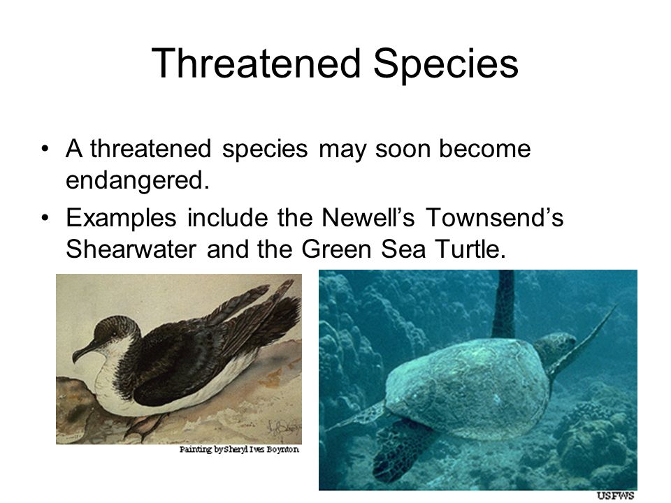 Are these animals threatened, endangered, or extinct? Lesson one. - ppt  download