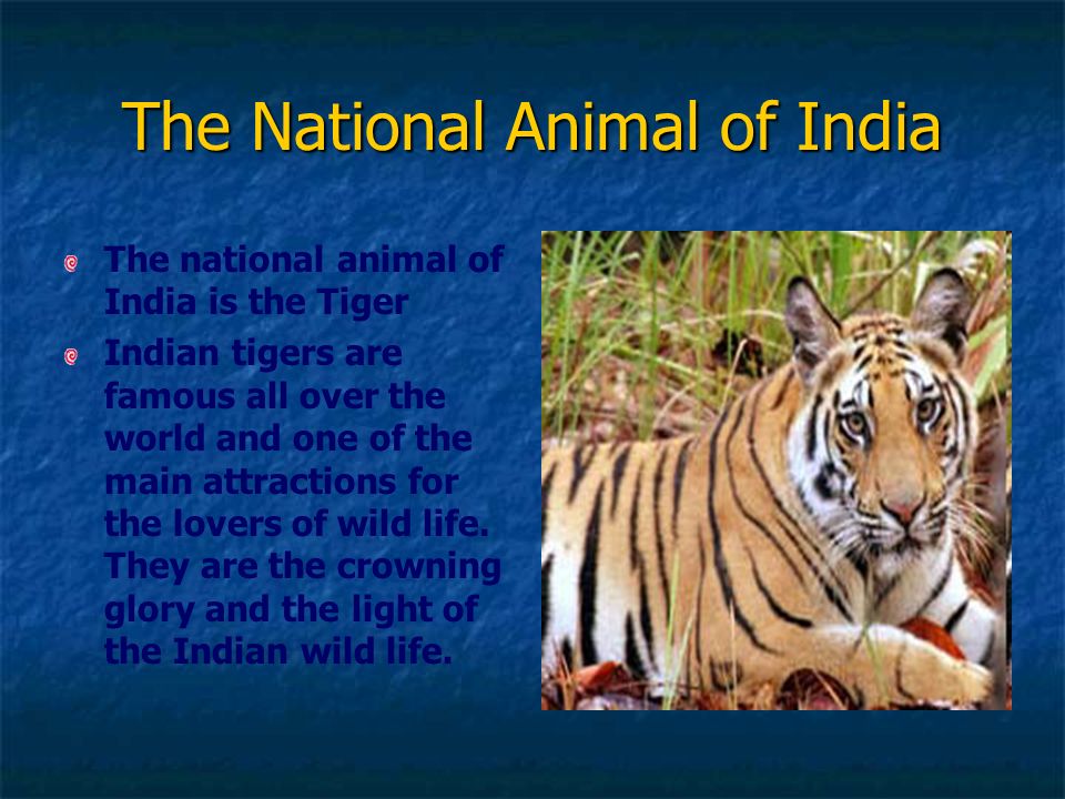 The National Animal of India The national animal of India is the Tiger  Indian tigers are famous all over the world and one of the main attractions  for. - ppt download