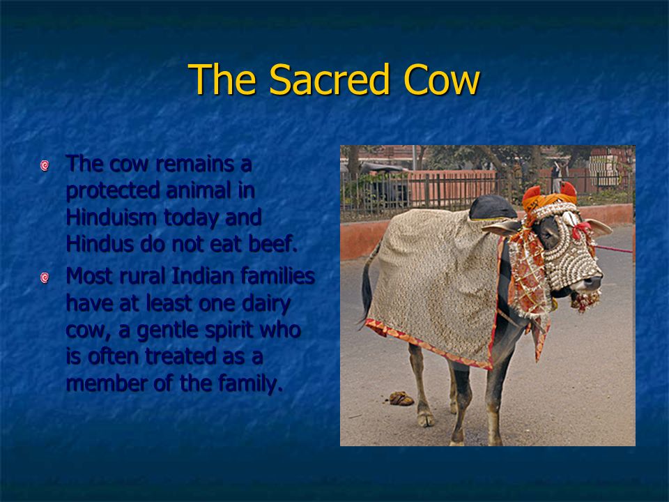 The Sacred Cow The cow remains a protected animal in Hinduism today and Hindus do not eat beef.