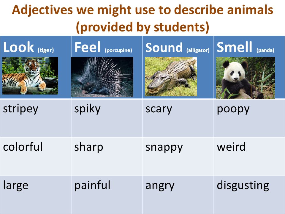 ELD-Animals Descriptions 1 Objective: Students will be able to describe an  animal's physical attributes using the senses of sight, touch, sound, and  smell. - ppt download