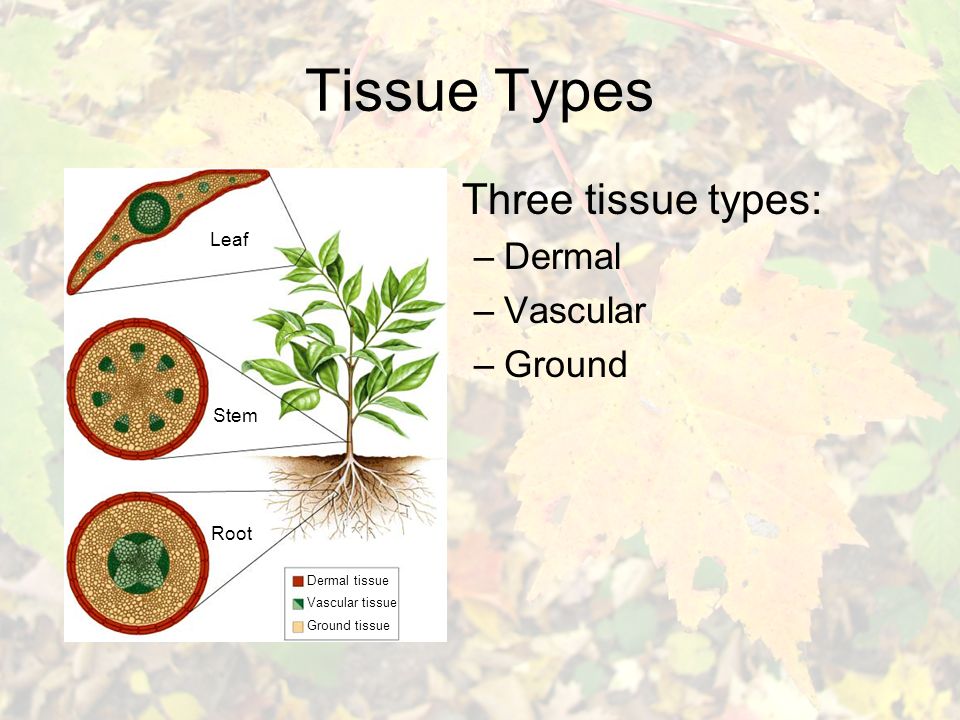Plant tissues. Tissue of Plants Vascular. Types Vascular. Plant Tissues found inside the Leaf.