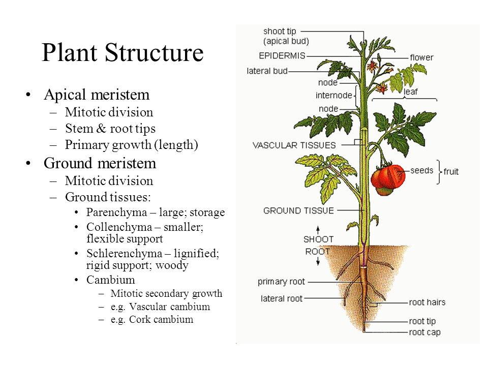 Plant structure. Apical Meristem growth Regulation. Apical Bud. Primary Structural in Plant.