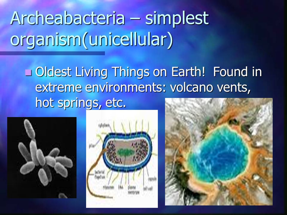 Archeabacteria – simplest organism(unicellular) Oldest Living Things on Earth.