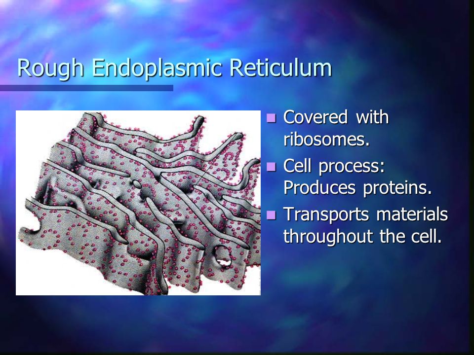 Rough Endoplasmic Reticulum Covered with ribosomes.