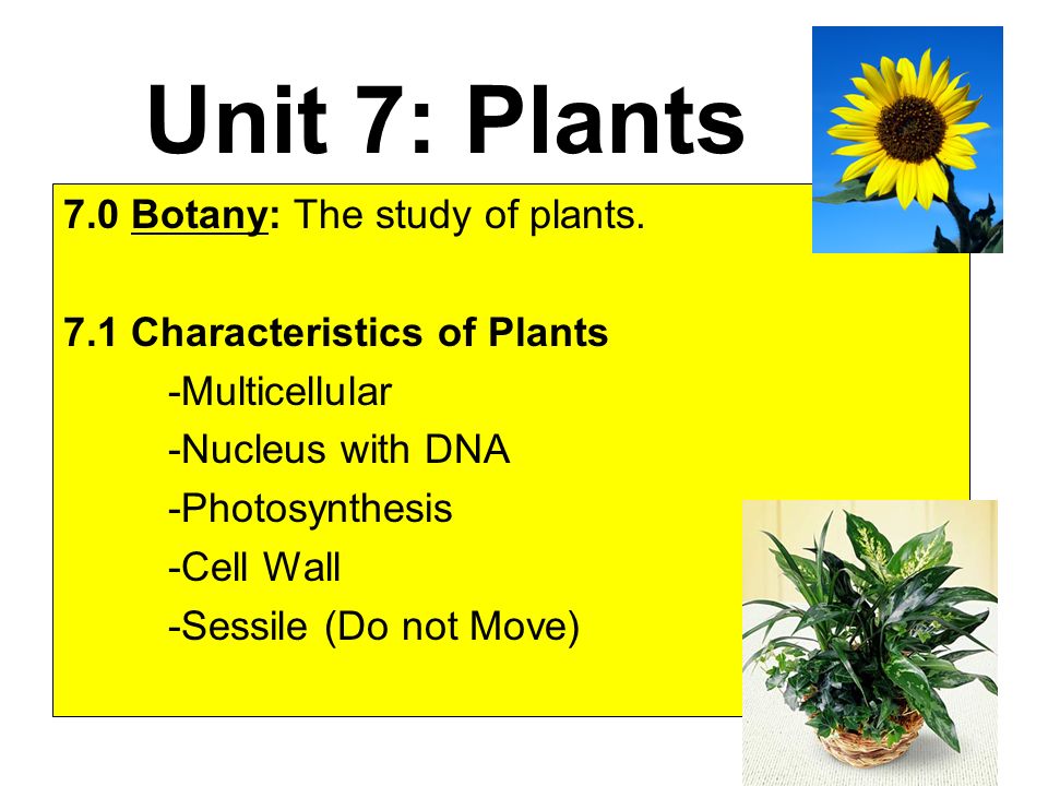 Unit 7: Plants 7.0 Botany: The study of plants.