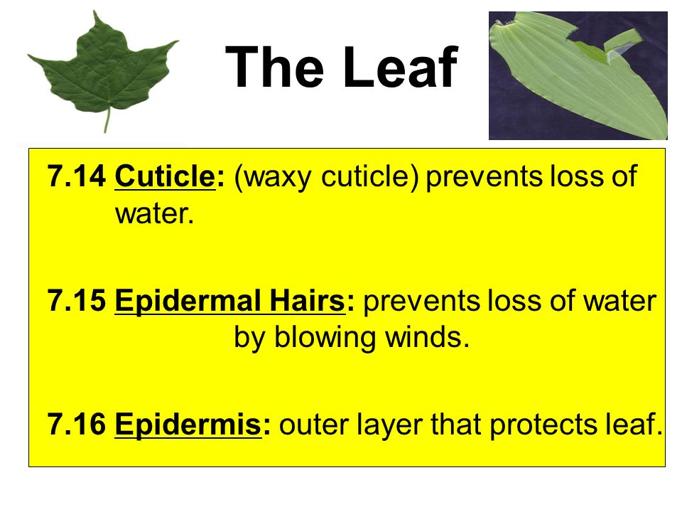 The Leaf 7.14 Cuticle: (waxy cuticle) prevents loss of water.