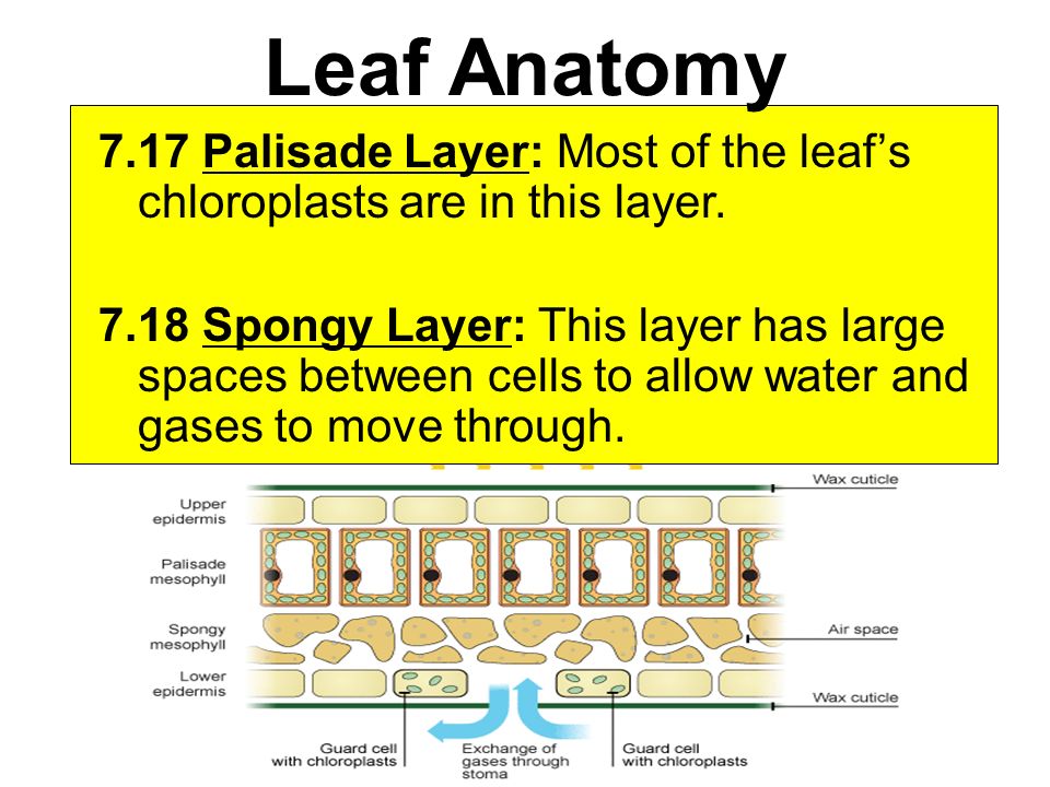 Leaf Anatomy 7.17 Palisade Layer: Most of the leaf’s chloroplasts are in this layer.