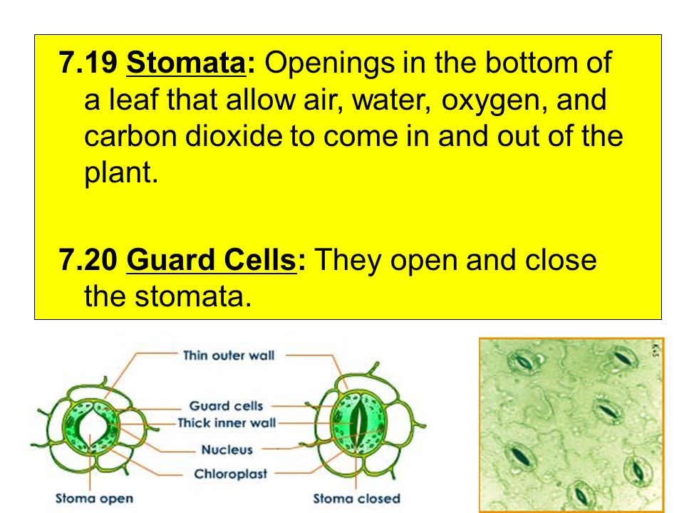 7.19 Stomata: Openings in the bottom of a leaf that allow air, water, oxygen, and carbon dioxide to come in and out of the plant.
