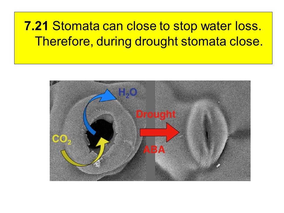 7.21 Stomata can close to stop water loss. Therefore, during drought stomata close.