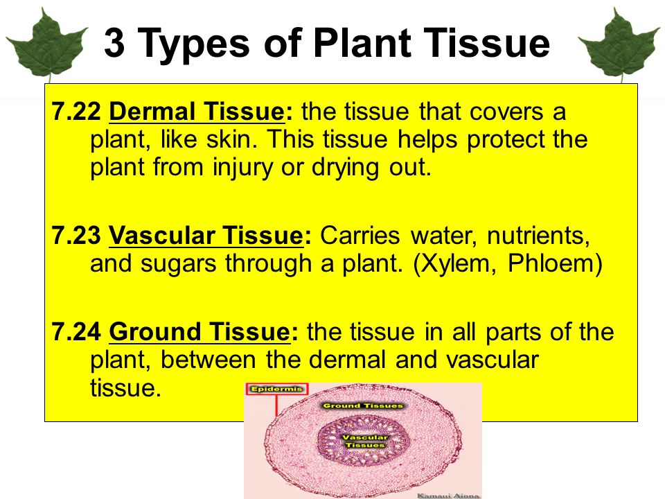3 Types of Plant Tissue 7.22 Dermal Tissue: the tissue that covers a plant, like skin.