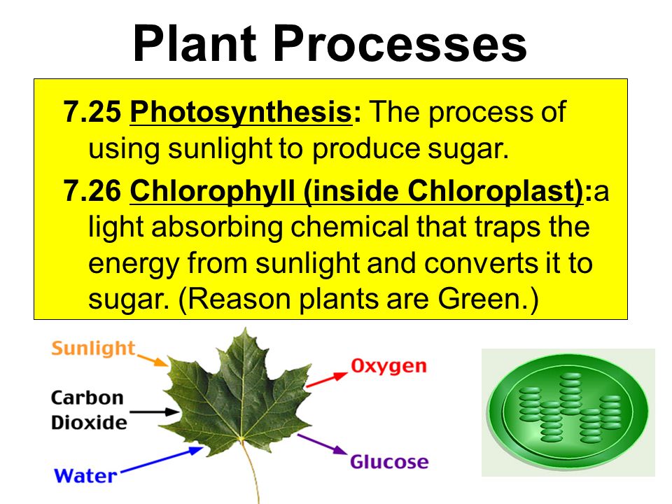 Plant Processes 7.25 Photosynthesis: The process of using sunlight to produce sugar.