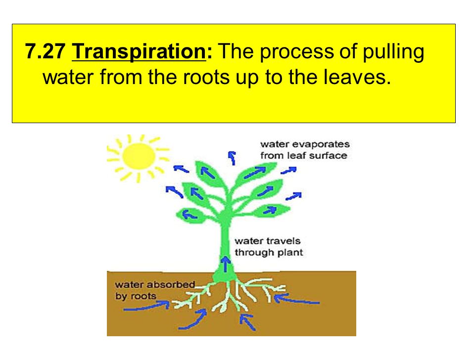 7.27 Transpiration: The process of pulling water from the roots up to the leaves.