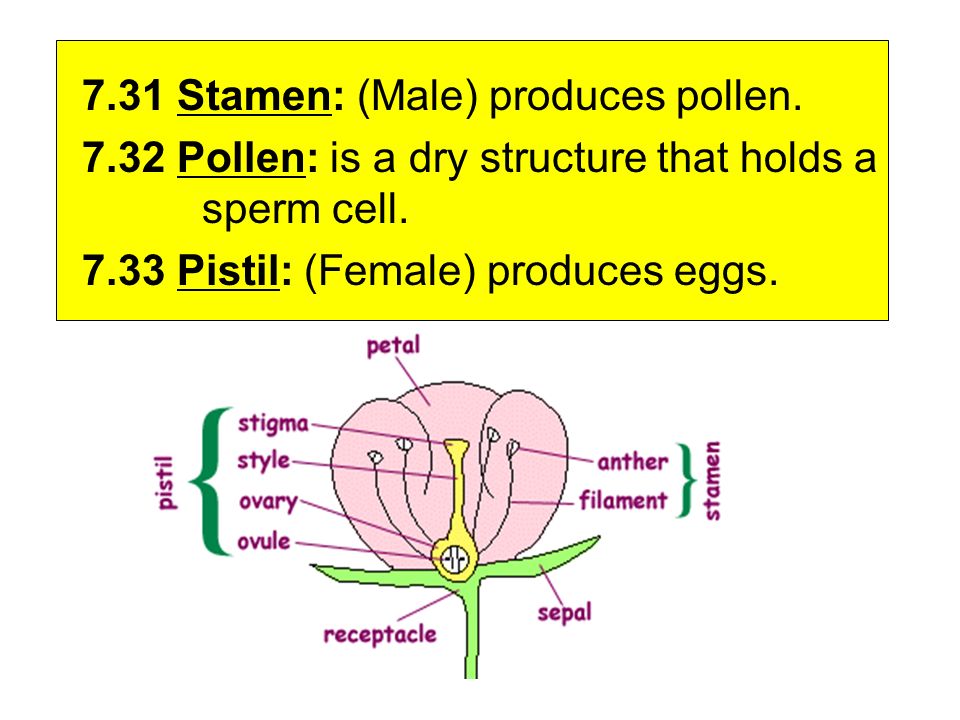 7.31 Stamen: (Male) produces pollen Pollen: is a dry structure that holds a sperm cell.