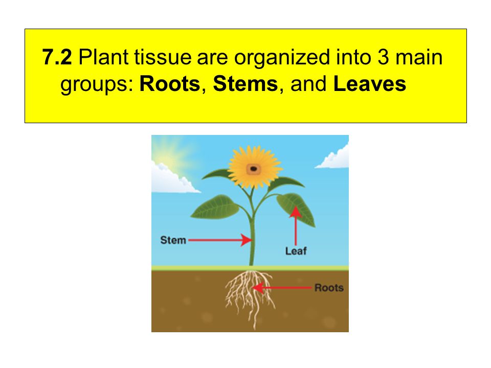 7.2 Plant tissue are organized into 3 main groups: Roots, Stems, and Leaves