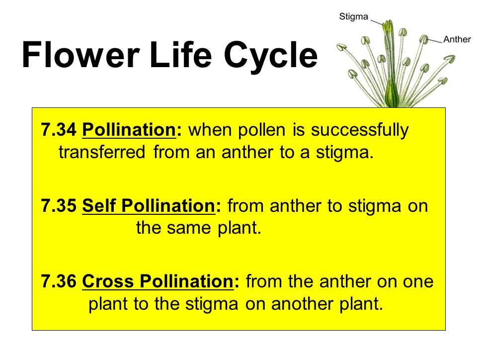 Flower Life Cycle 7.34 Pollination: when pollen is successfully transferred from an anther to a stigma.