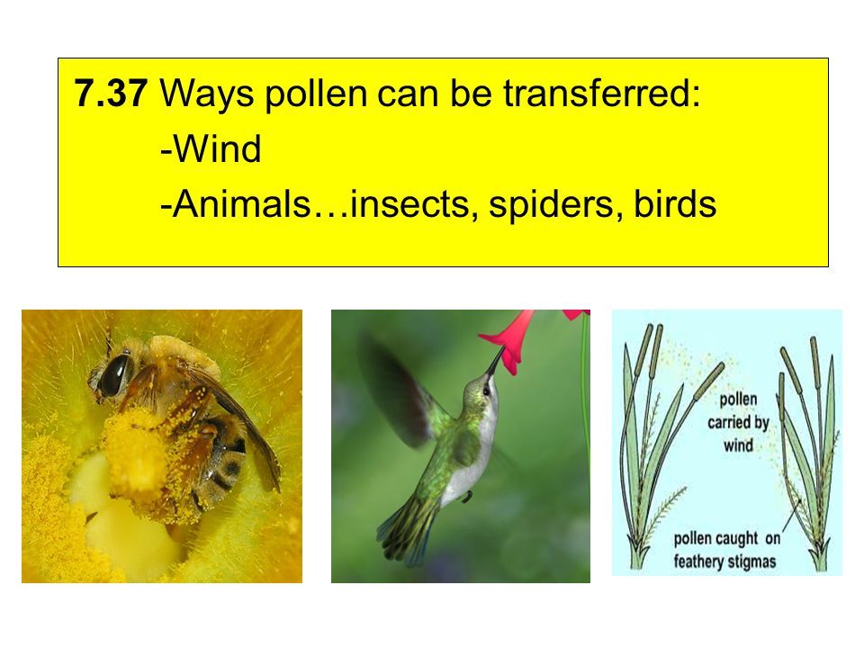 7.37 Ways pollen can be transferred: -Wind -Animals…insects, spiders, birds