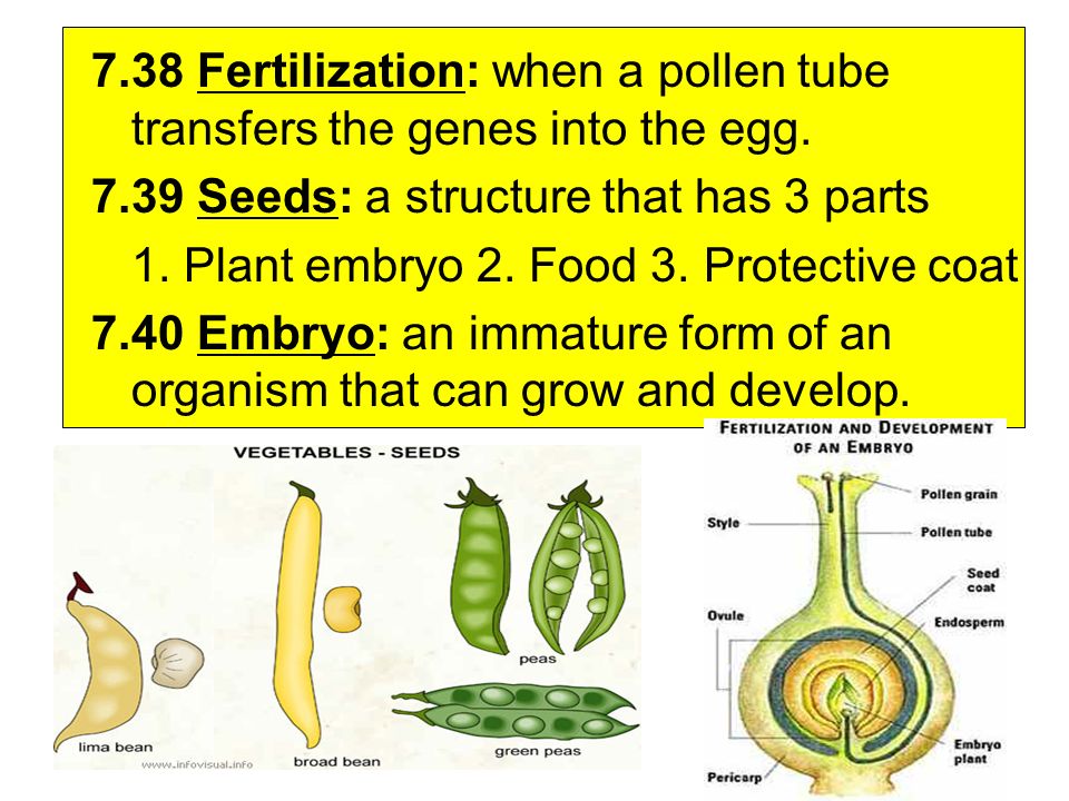 7.38 Fertilization: when a pollen tube transfers the genes into the egg.