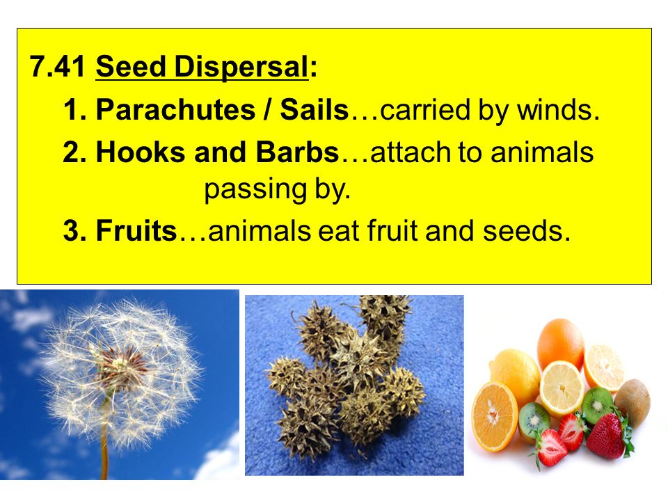 7.41 Seed Dispersal: 1. Parachutes / Sails…carried by winds.