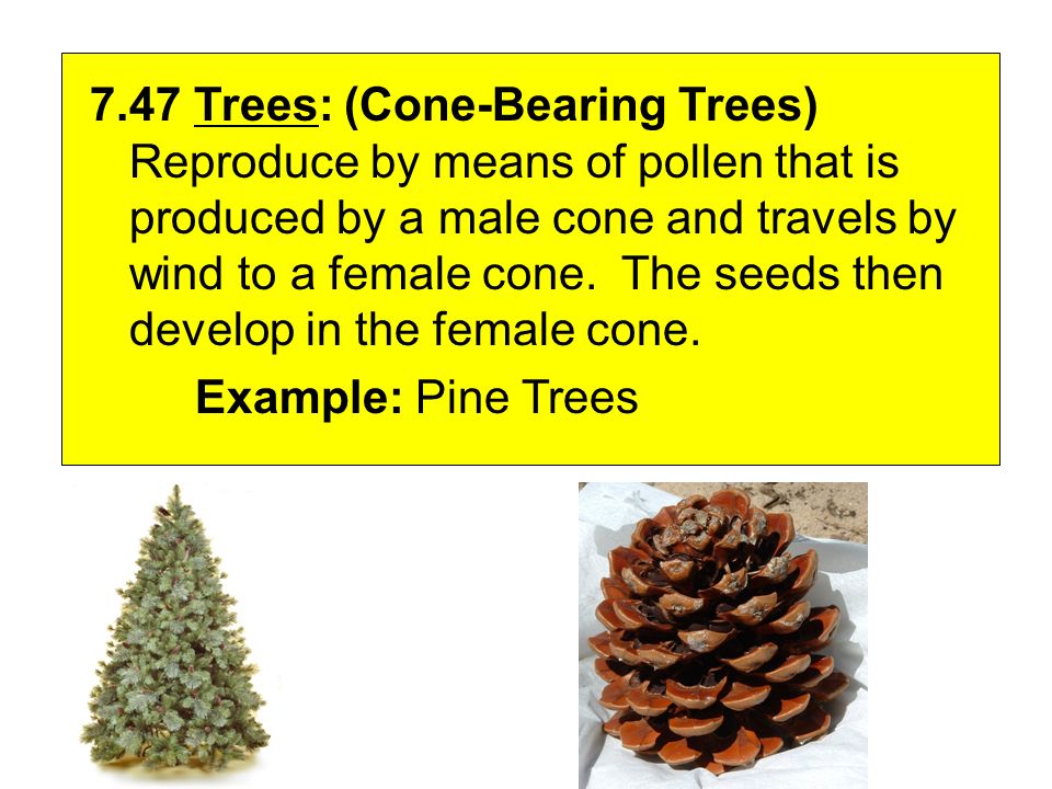 7.47 Trees: (Cone-Bearing Trees) Reproduce by means of pollen that is produced by a male cone and travels by wind to a female cone.