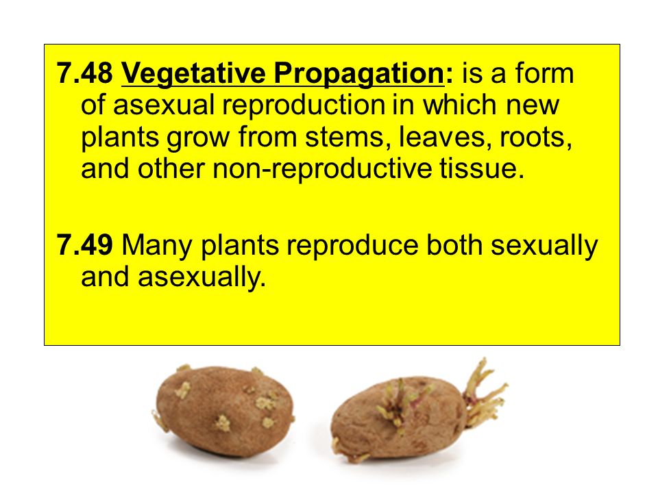 7.48 Vegetative Propagation: is a form of asexual reproduction in which new plants grow from stems, leaves, roots, and other non-reproductive tissue.