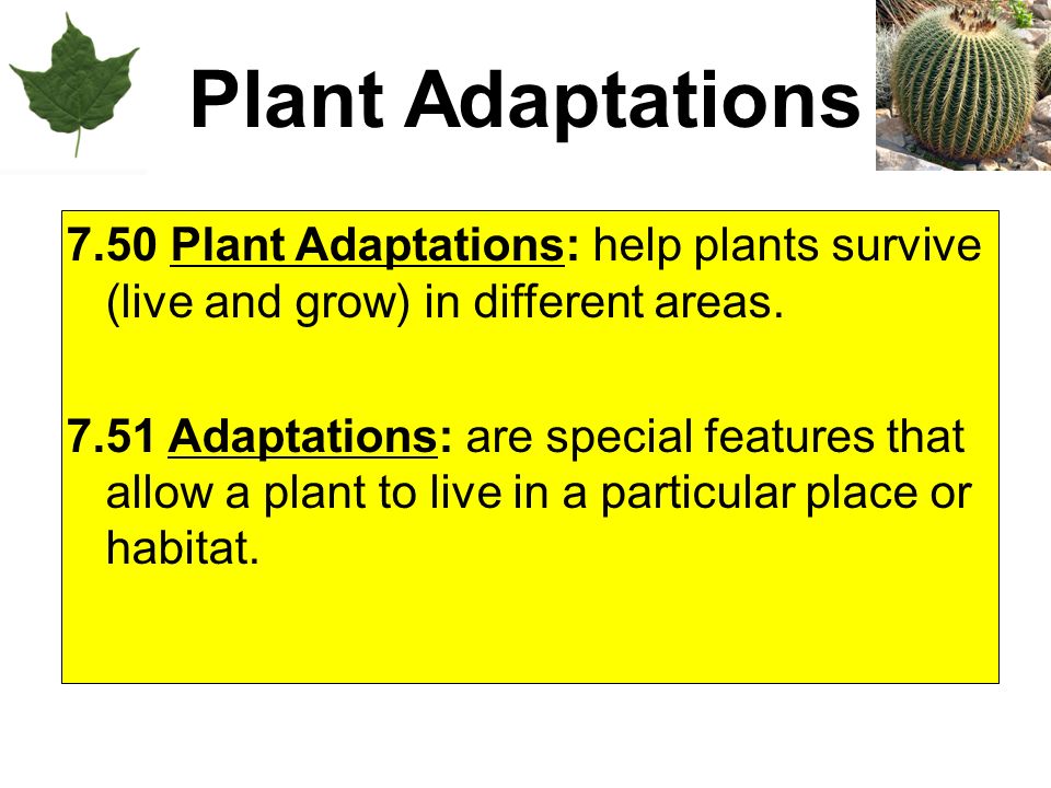 Plant Adaptations 7.50 Plant Adaptations: help plants survive (live and grow) in different areas.