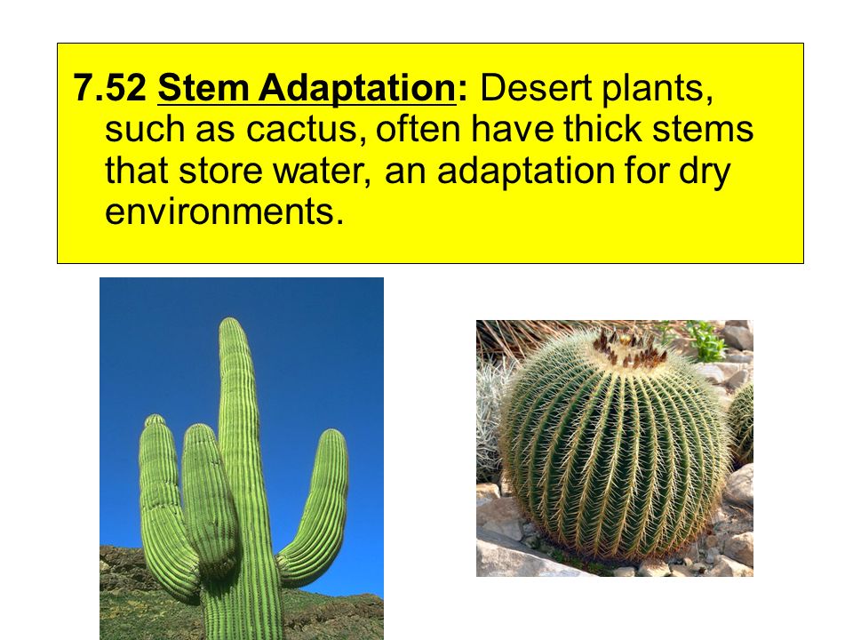 7.52 Stem Adaptation: Desert plants, such as cactus, often have thick stems that store water, an adaptation for dry environments.