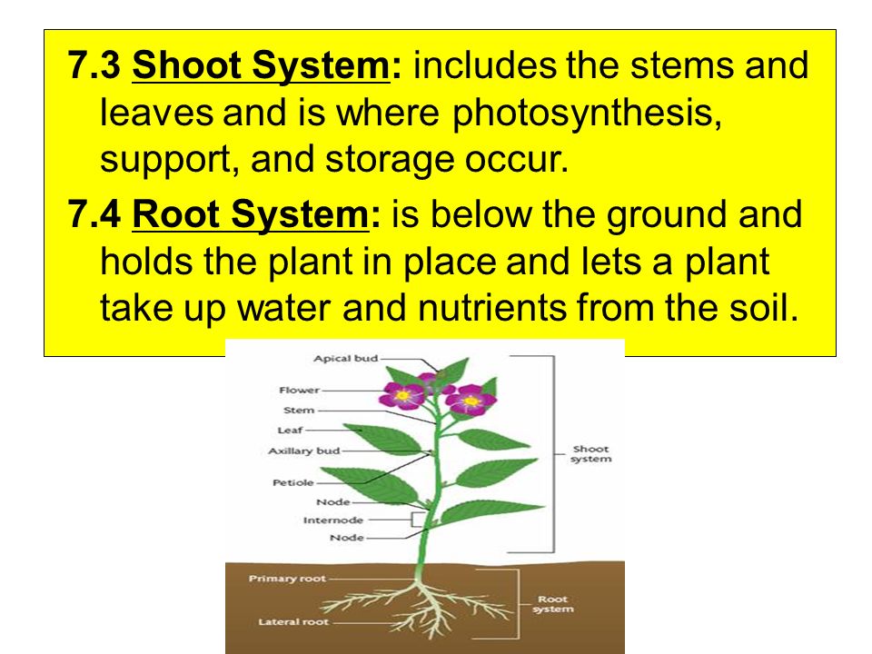 7.3 Shoot System: includes the stems and leaves and is where photosynthesis, support, and storage occur.