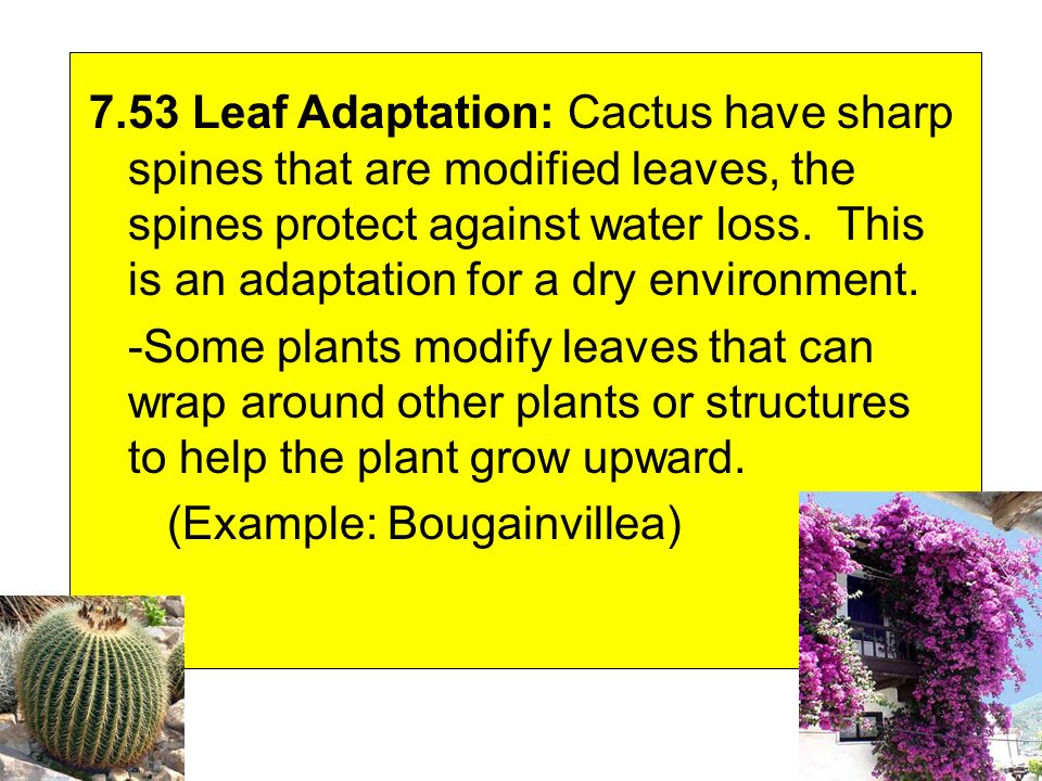 7.53 Leaf Adaptation: Cactus have sharp spines that are modified leaves, the spines protect against water loss.