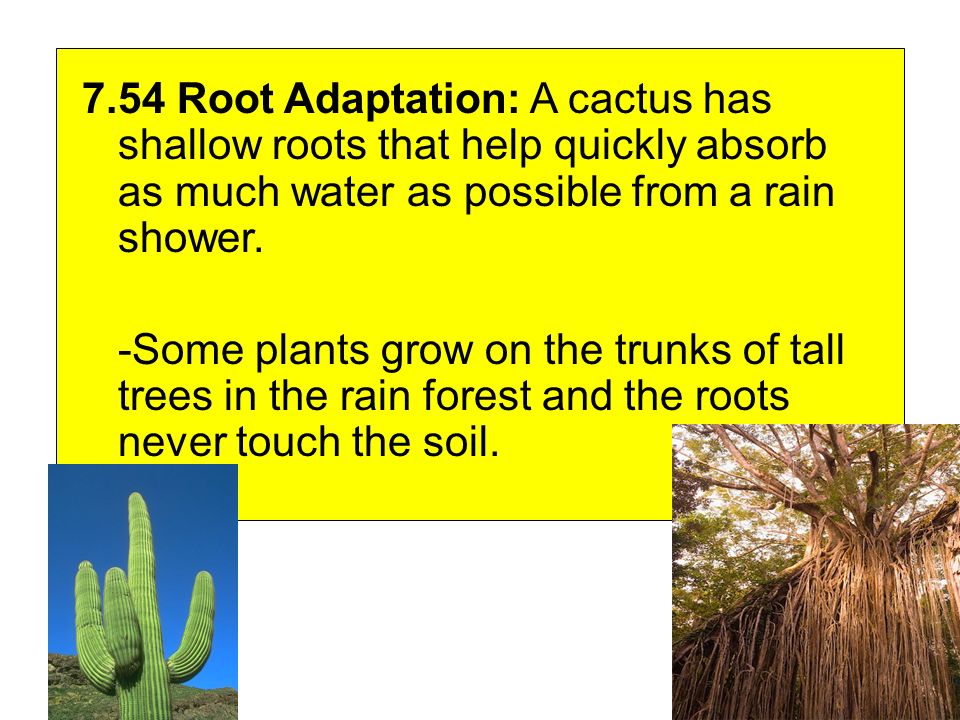 7.54 Root Adaptation: A cactus has shallow roots that help quickly absorb as much water as possible from a rain shower.
