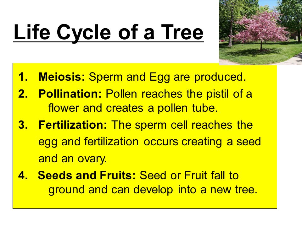Life Cycle of a Tree 1.Meiosis: Sperm and Egg are produced.