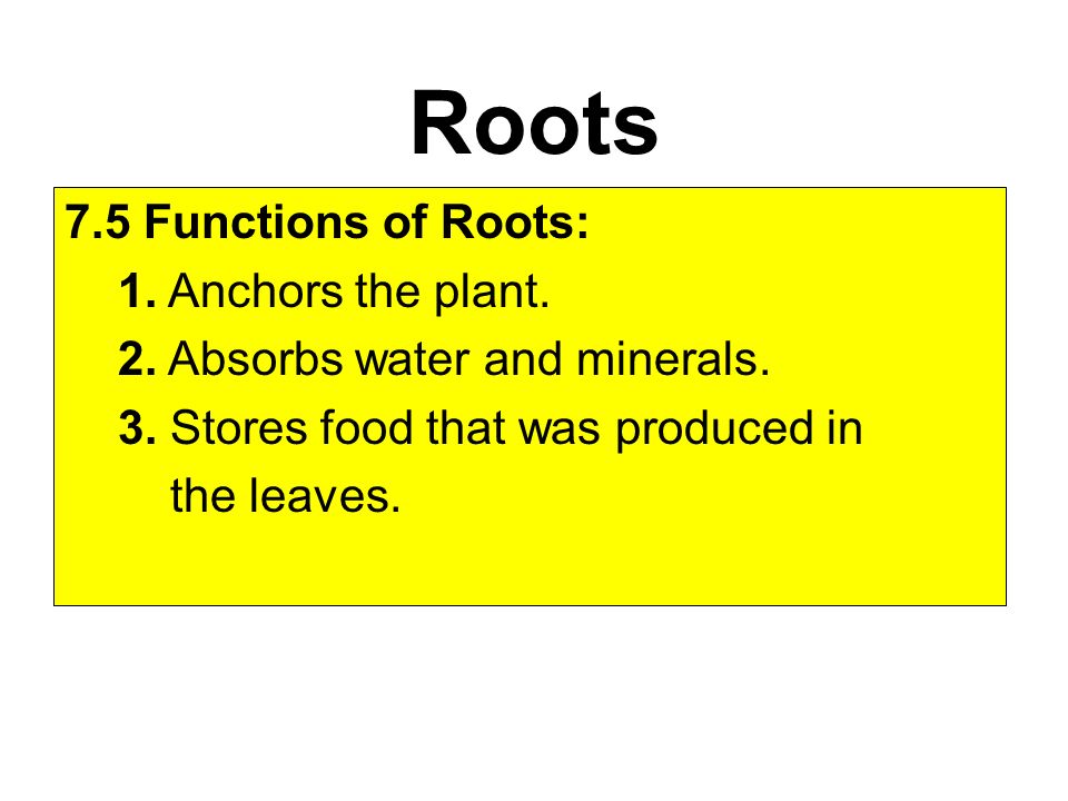 Roots 7.5 Functions of Roots: 1. Anchors the plant.