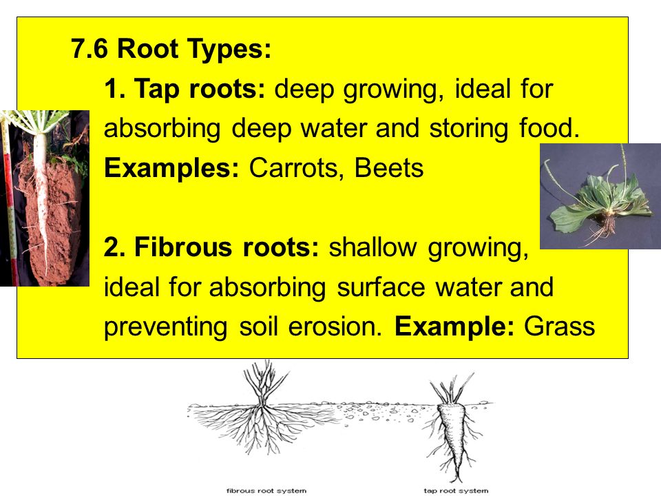 7.6 Root Types: 1. Tap roots: deep growing, ideal for absorbing deep water and storing food.