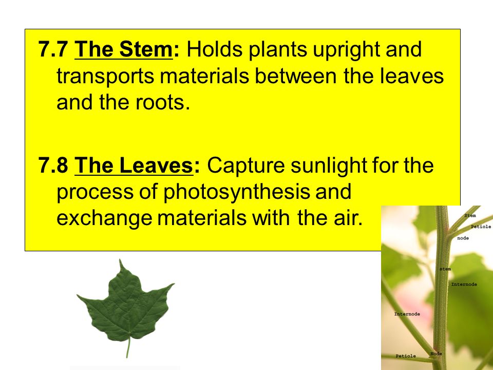 7.7 The Stem: Holds plants upright and transports materials between the leaves and the roots.