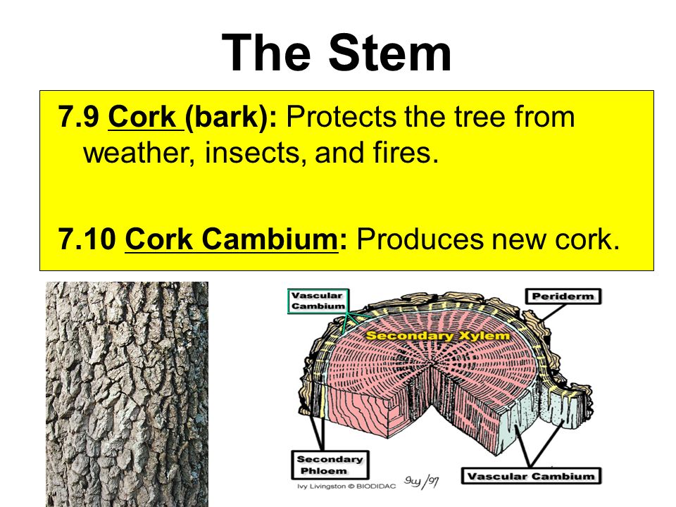 7.9 Cork (bark): Protects the tree from weather, insects, and fires.