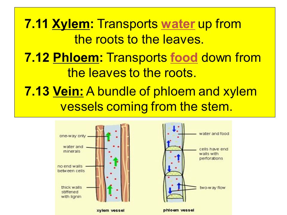 7.11 Xylem: Transports water up from the roots to the leaves.