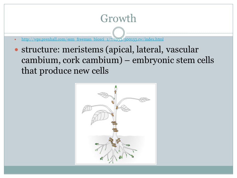 Growth   structure: meristems (apical, lateral, vascular cambium, cork cambium) – embryonic stem cells that produce new cells