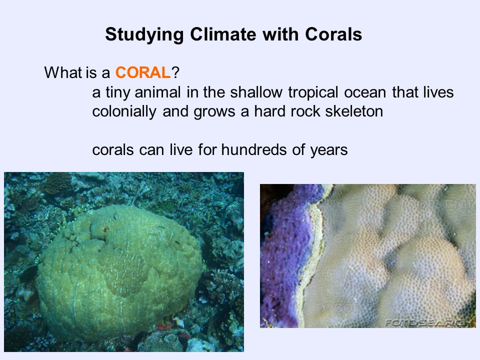 Studying Climate with Corals What is a CORAL.