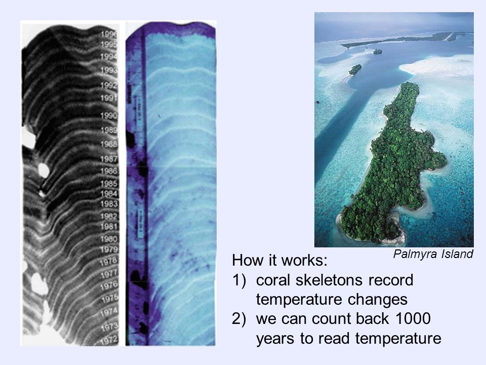 How it works: 1)coral skeletons record temperature changes 2)we can count back 1000 years to read temperature