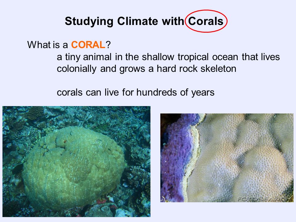 Studying Climate with Corals What is a CORAL.