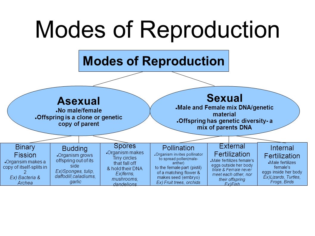 Write Die Differences Between Asexual Reproduction And Sexual Reproductiion