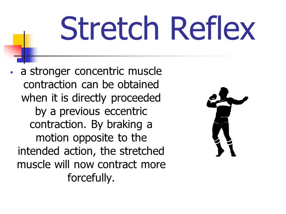 Stretch Reflex  a stronger concentric muscle contraction can be obtained when it is directly proceeded by a previous eccentric contraction.