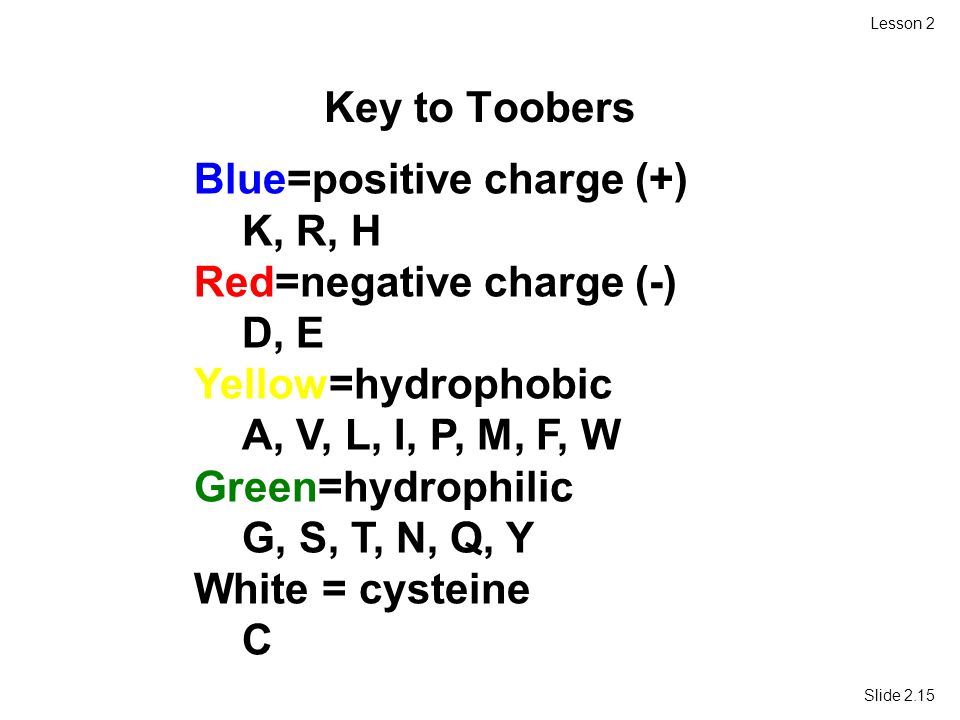 Slide 2.15 Lesson 2 Key to Toobers Blue=positive charge (+) K, R, H Red=negative charge (-) D, E Yellow=hydrophobic A, V, L, I, P, M, F, W Green=hydrophilic G, S, T, N, Q, Y White = cysteine C