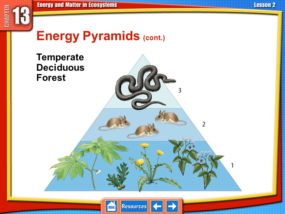 Energy Pyramids An energy pyramid is a diagram that shows how much energy is available to each type of consumer.