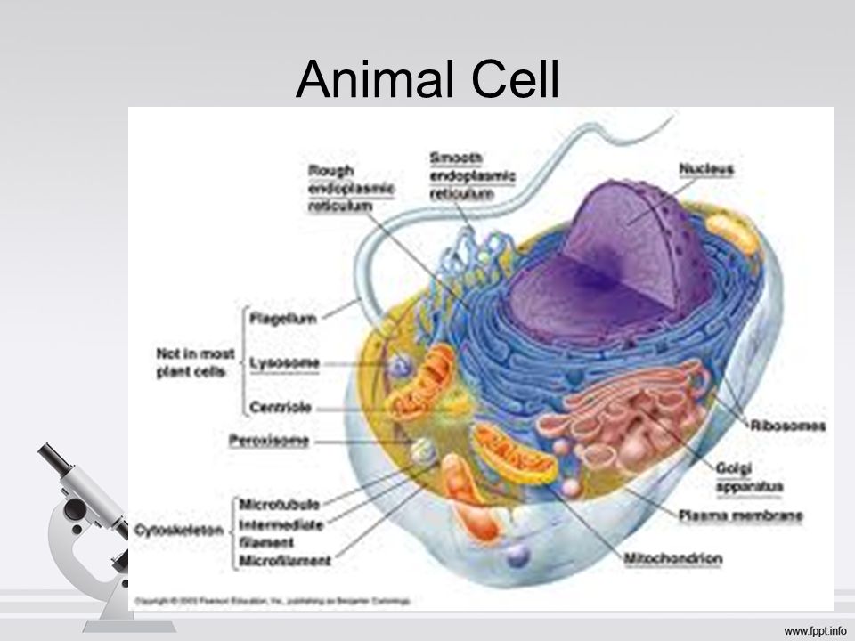 Structures and Functions of Eukaryotic Cells Animal Cell. - ppt download